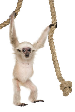 Young Pileated Gibbon, 4 months old, hanging on rope
