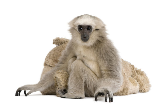 Young Pileated Gibbon, 1 year old, sitting with stuffed animal