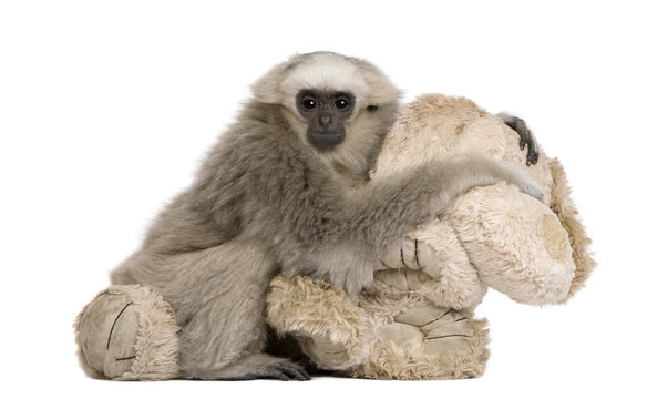 Young Pileated Gibbon, 1 year, sitting with stuffed animal
