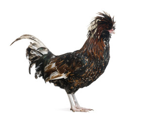 Profile of Tollbunt tricolor Polish Rooster, standing