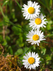 Fototapeta premium Gänseblümchen