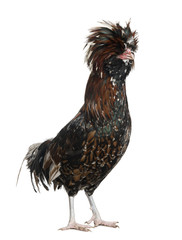 Side view of Tollbunt tricolor Polish Rooster, standing
