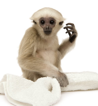 Young Pileated Gibbon, 1 year old, Hylobates Pileatus, sitting