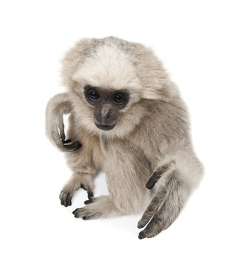High angle view of Young Pileated Gibbon, sitting