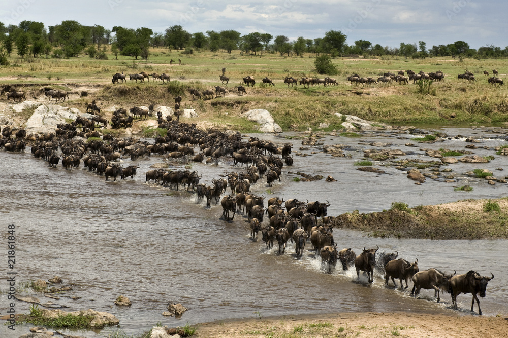 Wall mural Wildebeest, crossing river Mara, Serengeti National Park