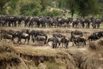 Fotobehang Wildebeest, Serengeti National Park, Serengeti, Tanzania, Africa © Eric Isselée