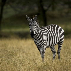 Fototapeta na wymiar Zebra, Park Narodowy Serengeti, Serengeti, Tanzania, Afryka