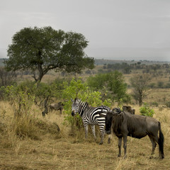 Naklejka premium Wildebeest and zebra in the landscape, Serengeti National Park