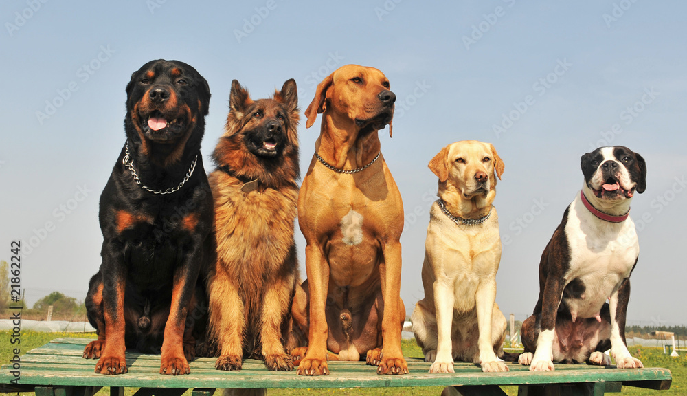 Poster cinq gros chiens