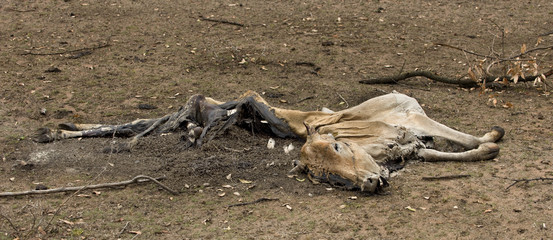 Fototapeta na wymiar Dead cow on the ground, Tanzania, Africa