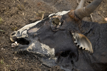Close-up of dead cow on the ground, Tanzania, Africa