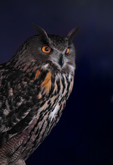 Eursian Eagle Owl Close Up (Bubo bubo)