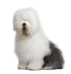 Old English Sheepdog, sitting in front of white background