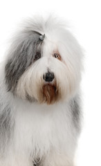 Close-up of Old English Sheepdog, in front of white background