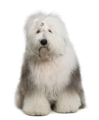 Old English Sheepdog, sitting in front of white background