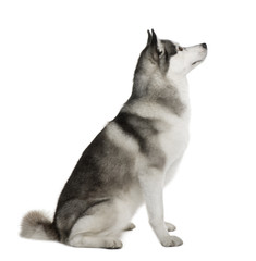 Side view of Akita Inu, sitting in front of white background