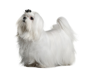 Side view of Maltese dog, standing in front of white background