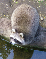 Raccoon