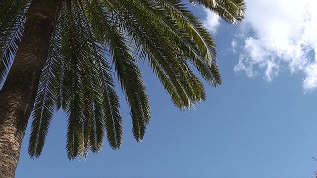 PALMERA
