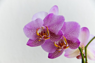 Orchidee