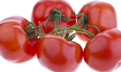 Bio-Strauchtomaten #4