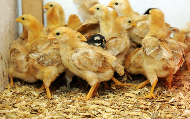 Eine Gruppe neugeborener K&uuml;ken