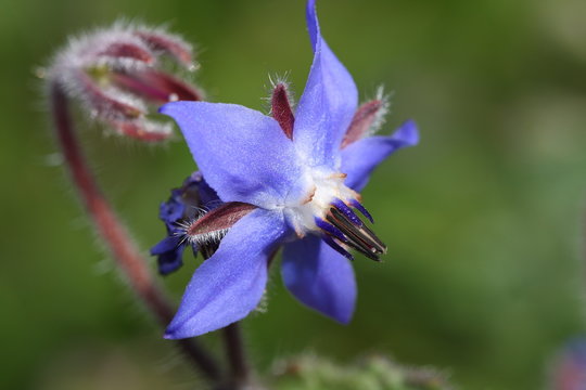 Bourrache officinale
