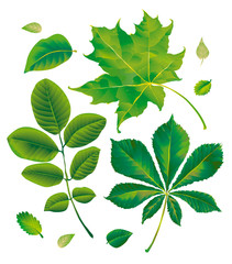 Leafs chestnut, maple, walnut