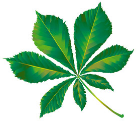 Chestnut leaf
