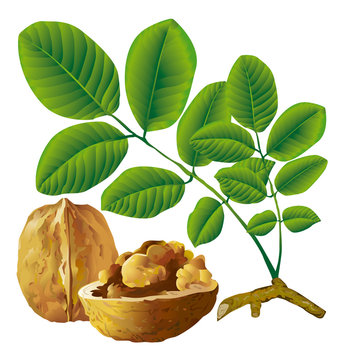 Walnut nut with leaf