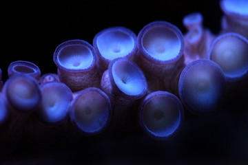 Octopus Tentacles With Extreme Depth of Field Under Water