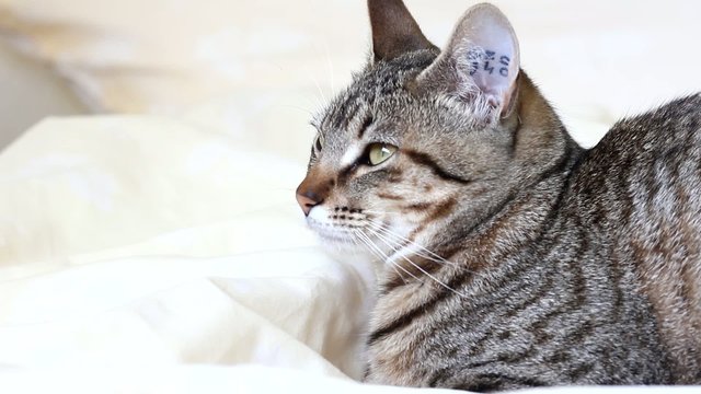 chat paisible