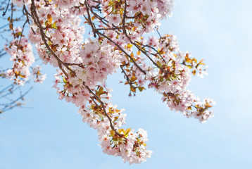 Cherry Blossom in springtime