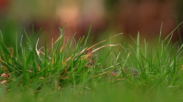 Rasen schneiden / Video