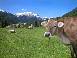 Fototapeta na wymiar Neugierige Kuh auf Almwiese