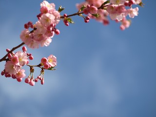Fototapeta na wymiar Japoński wiśniowe drzewo