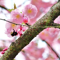 japanese cherry tree and bumblebee