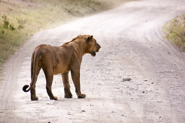male lion paused on track