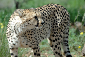 Gepard im Etoscha Nationalpark