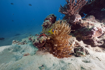 anemone, anemonefish and ocean