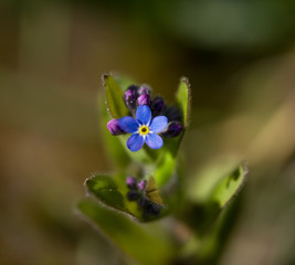 Forget-me-not Flower