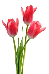 Naklejka premium amaranthine tulips