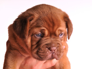 A portrait of Dogue De  Bordeaux puppy