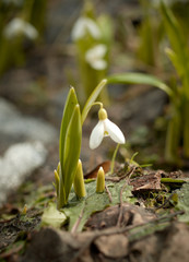 White snowdrop flower growing from last year's leaf.