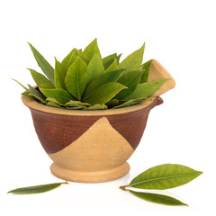 Bay Leaf Herb