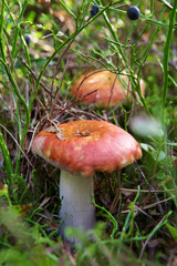 Fungus