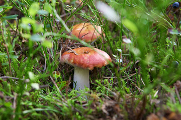 Fungus