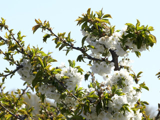 floracion de frutales