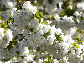 floracion