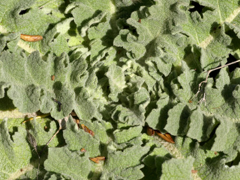 formas vegetales